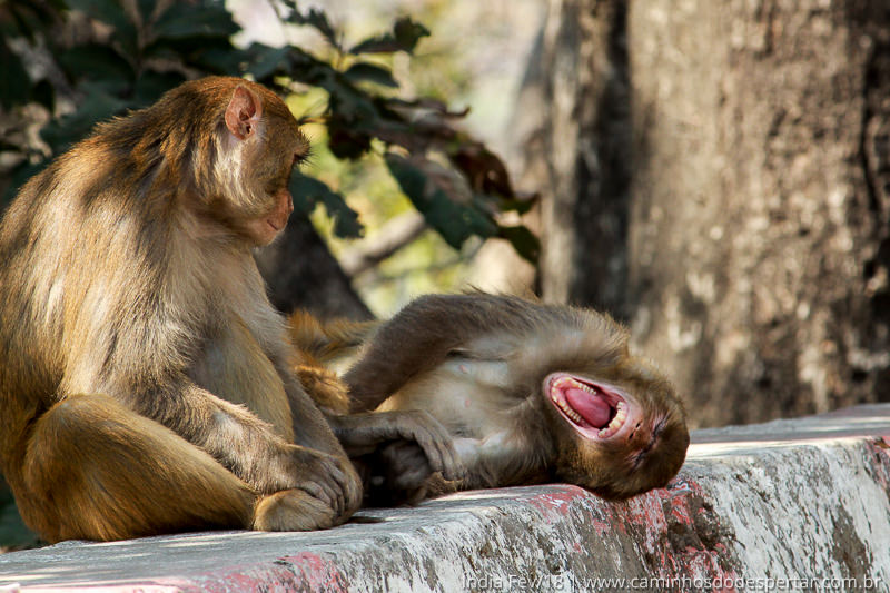 viagem-para-india-roteiro-sagrado-feminino-2018-83